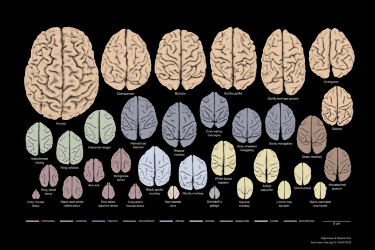 Primates | The Neuro Bureau